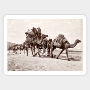 Camel Caravan, Biskra, Algeria 1880 Sticker